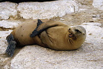 Galapagos Sea Lion (Zalophus wollebaeki) calling, Galapagos Islands, Ecuador