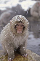 Japanese Macaque (Macaca fuscata) in hot springs, Japanese Alps, Nagano, Japan