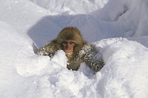 Japanese Macaque (Macaca fuscata) baby playing in snow, Japanese Alps, Nagano, Japan