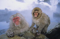 Japanese Macaque (Macaca fuscata) group soaking in hot springs, Japanese Alps, Nagano, Japan