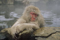 Japanese Macaque (Macaca fuscata) soaking in hot springs, Japanese Alps, Nagano, Japan