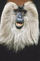 Lion-tailed Macaque (Macaca silenus) calling, India