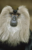 Lion-tailed Macaque (Macaca silenus) portrait, India