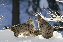Eurasian Lynx (Lynx lynx) pair resting in snow, Bayerischer Wald National Park, Germany
