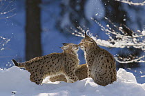 Eurasian Lynx (Lynx lynx) pair touching noses in snow, Bayerischer Wald National Park, Germany