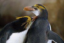 Royal Penguin (Eudyptes schlegeli) couple in courtship preening ritual, Macquarie Island, Australia