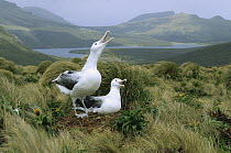 Southern Royal Albatross (Diomedea epomophora) pair communicating at nest, Campbell Island, New Zealand
