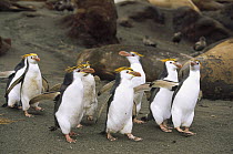 Royal Penguin (Eudyptes schlegeli) group on beach, Macquarie Island, Australia