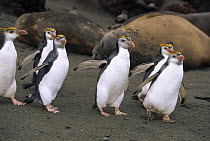 Royal Penguin (Eudyptes schlegeli) group on beach, Macquarie Island, Australia