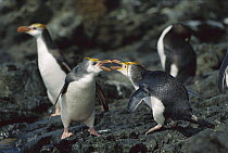 Royal Penguin (Eudyptes schlegeli) pair courting, Macquarie Island, Australia