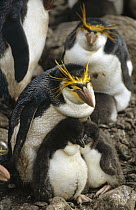 Royal Penguin (Eudyptes schlegeli) parent huddling with two chicks, Macquarie Island, Australia