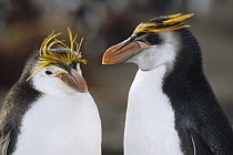Royal Penguin (Eudyptes schlegeli) pair, Macquarie Island, Australia