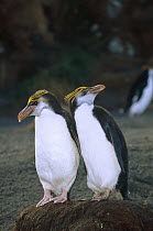 Royal Penguin (Eudyptes schlegeli) pair on nest, Macquarie Island, Australia