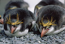 Royal Penguin (Eudyptes schlegeli) pair at rest on rocky beach, Macquarie Island, Australia