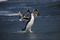 Royal Penguin (Eudyptes schlegeli) running out of surf, Macquarie Island, Australia