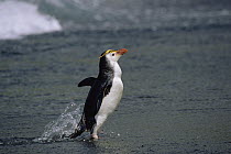 Royal Penguin (Eudyptes schlegeli) coming ashore, Macquarie Island, Australia