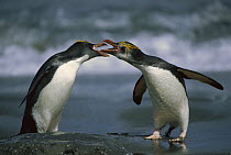 Royal Penguin (Eudyptes schlegeli) pair interacting, Macquarie Island, Australia