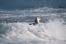Royal Penguin (Eudyptes schlegeli) swimming in surf at shoreline, Macquarie Island, Australia
