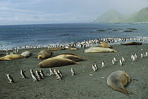Royal Penguin (Eudyptes schlegeli) group and Southern Elephant Seals (Mirounga leonina) on beach, Macquarie Island, Australia