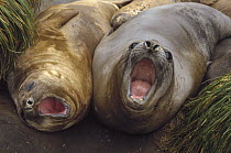 Southern Elephant Seal (Mirounga leonina) pair calling, Macquarie Island, Australia