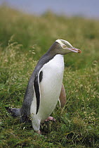 Yellow-eyed Penguin (Megadyptes antipodes) portrait, Enderby Island, Auckland Islands, New Zealand