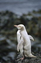 Yellow-eyed Penguin (Megadyptes antipodes) albino standing on rocky shoreline, Enderby Island, Auckland Islands, New Zealand