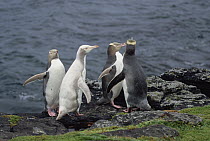 Yellow-eyed Penguin (Megadyptes antipodes) group with two albinos, Enderby Island, Auckland Islands, New Zealand