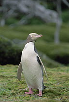 Yellow-eyed Penguin (Megadyptes antipodes) albino portrait, Enderby Island, Auckland Islands, New Zealand