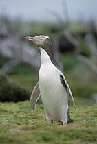 Yellow-eyed Penguin (Megadyptes antipodes) portrait, Enderby Island, Auckland Islands, New Zealand