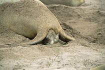 Hooker's Sea Lion (Phocarctos hookeri) mother giving birth to pup, Enderby Island, Auckland Islands, New Zealand