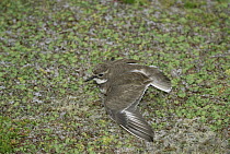 Double-banded Plover (Charadrius bicinctus) using broken wing display to lure predators away from nest, Enderby Island, New Zealand