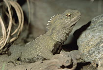 Tuatara (Sphenodon punctatus) portrait, the only surviving species of an order that flourished 200 million years ago, New Zealand