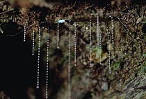 New Zealand Glow-worm (Arachnocampa luminosa) the larval stage of a fly, captures prey with hanging sticky tendrils of mucus, Fox Glacier, New Zealand