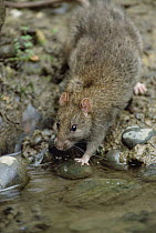 Rat (Rattus sp) at stream edge, introduced species, North Island, New Zealand