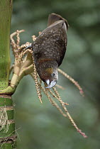 New Zealand Kaka (Nestor meridionalis) feeding on Nikau (Rhopalostylis sapida) palm flowers, New Zealand
