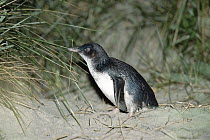 Little Blue Penguin (Eudyptula minor) on beach, South Island, New Zealand