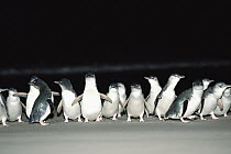 Little Blue Penguin (Eudyptula minor) group on beach at night, South Island, New Zealand