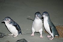 Little Blue Penguin (Eudyptula minor) trio, South Island, New Zealand