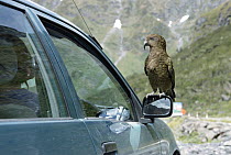 Kea (Nestor notabilis) perched on rear view mirror of automobile at Homer Tunnel, Fjordland National Park, South Island, New Zealand
