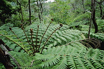 Tree Ferns, South Island, New Zealand