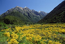 Alpine flowers, Arthur's Pass National Park, South Island, New Zealand