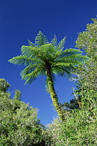 Tree Ferns growing near Bullock Creek, Paparoa National Park, South Island, New Zealand
