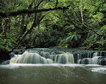 Purakaunui River flowing through rainforest, Catlins, South Island, New Zealand