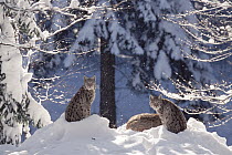 Eurasian Lynx (Lynx lynx) trio resting in snow, Bayerischer Wald National Park, Germany