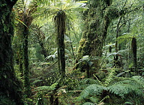 Tree Fern (Dicksonia antarctica) group in rainforest, Monro Walk, west coast, South Island, New Zealand