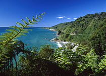 West coast, Paparoa National Park, South Island, New Zealand