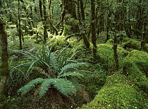 Rainforest, Fjordland National Park, New Zealand