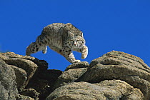 Bobcat (Lynx rufus) leaping from rocks, Colorado