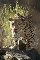 Leopard (Panthera pardus), Etosha National Park, Namibia