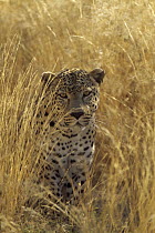 Leopard (Panthera pardus) in grass country, Etosha National Park, Namibia